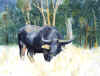 Bull Buf.jpg (38836 bytes)